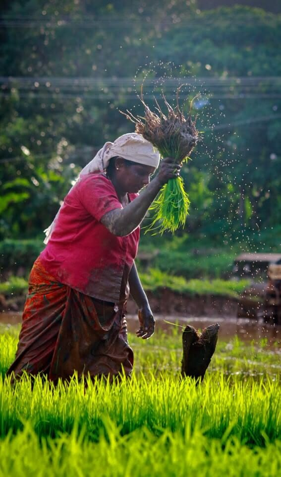 Farmer transplanting rice seedlings in a paddy field