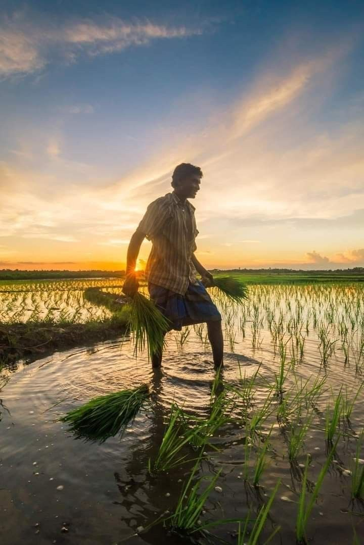 Farmer carrying rice seedlings at sunset in a flooded paddy