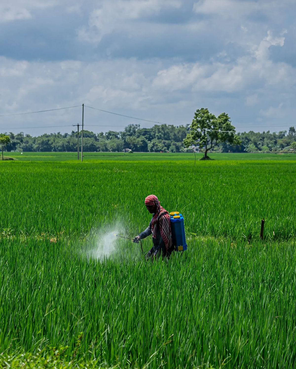 Farmer spraying crop protection solution in a green rice field