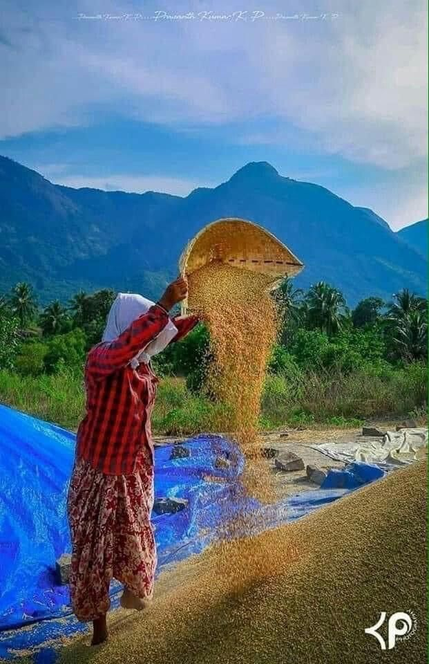 Farmer winnowing harvested grain with mountains behind